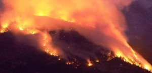 gli-animali-stremati-scappano-dagli-incendi-e-i-cacciatori-li-aspettano-al-varco-per-ucciderli-59f432241e5e24