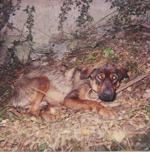 povera-cagnolina