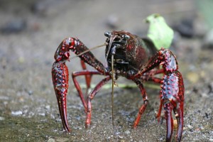 procambarus_clarkii-1-640x427