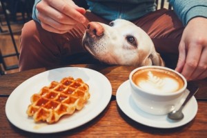 Curious dog in the cafe