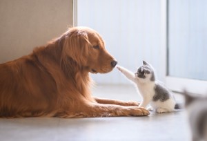 The Golden retriever and the kitten