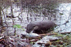 chernobyl_fauna